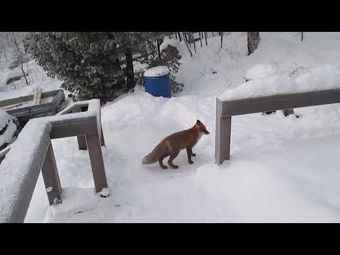 Видео: лиса вернулась