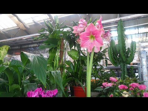 Видео: БОЛЬШАЯ УЦЕНКА КОМНАТНЫХ ЦВЕТОВ В ОБИ🌷(много пуансетий)🪴