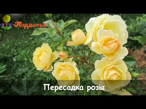Видео: Пересадка розы
