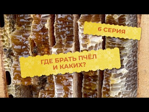 Видео: 6 серия. Где брать пчёл и каких?