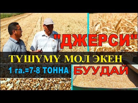 Видео: ЗОР БУУДАЙ ЭКЕН. ГЕКТАРЫНА 7-8 ТОННАДАН ТҮШҮМ БЕРГЕН ТАЛАСТАГЫ ДЖЕРСИ БУУДАЙЫ