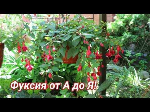 Видео: Выращивание ФУКСИИ от А до Я!