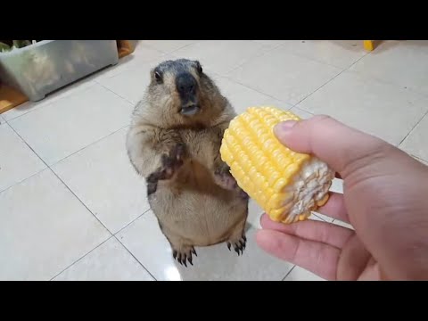 Видео: Научите сурка ходить на двух ногах