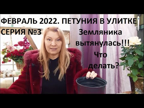 Видео: Февраль 2022. серия №3. Петуния в улитке. Уход за рассадой.