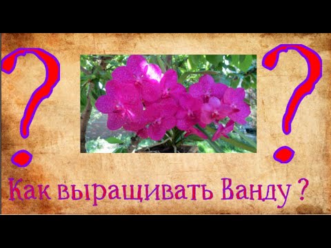 Видео: Как выращивать Ванду