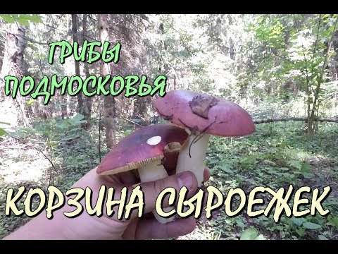 Видео: 🍄СЫРОЕЖКИ ТОЖЕ ГРИБЫ !💥НАКОСИЛ КОРЗИНУ СЫРОЕЖЕК ЗА ОДИН ЧАС!!!🔥СБОР ГРИБОВ "ТИХАЯ ОХОТА".