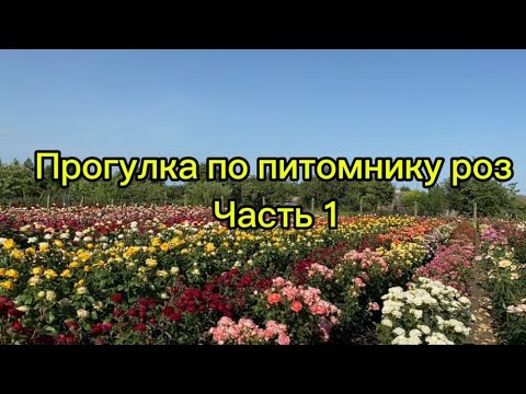 Видео: Питомник Роз / первое цветение / Июнь  2024🌹☀️часть 1