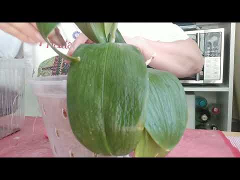 Видео: Спасение дикого кота. Решение принято. 