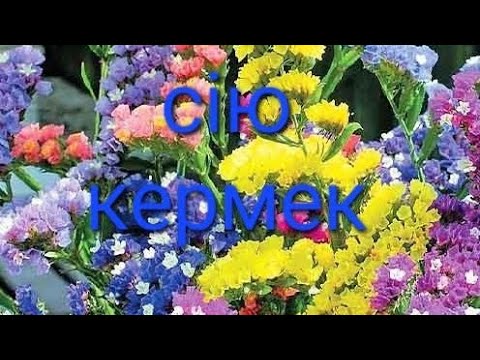 Видео: Сію кермек і амобіум. Трохи змінила методику висіву.#квіти #сухоцвіти #garden