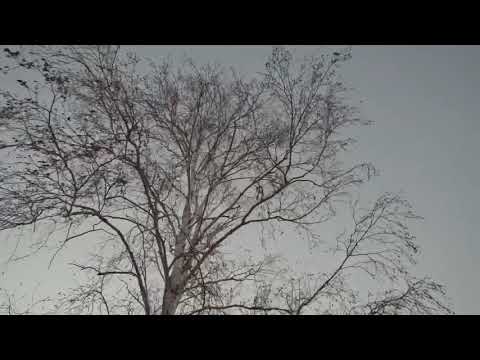 Видео: Эхын зүрхэн—Сердце Матери