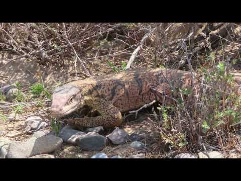 Видео: пустыня Кызылкум , kyzylkum desert  , صحراء كيزيلكوم