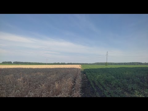 Видео: Огляд сої 🫛 і пшениці 🌾