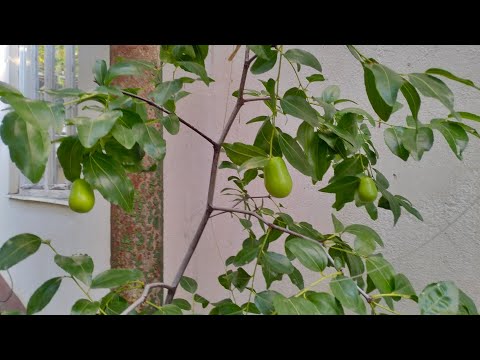 Видео: Зизифус. Чи дає врожай окреме  дерево?