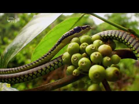 Видео: Дикие умные и смертоносные, 5 Часть. Тайное оружие.National Geographic Wild HD смотретьь онлайн.