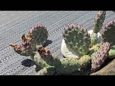 Видео: Цветение опунций в Подмосковье 🌵 Новые виды зимостойких кактусов!