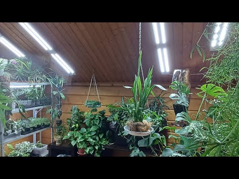 Видео: Свет для комнатных растений. Какие лампы я использую для освещения комнатных растений.