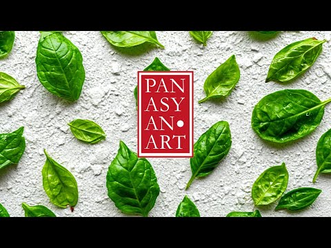 Видео: Мята сорта "после 8-ми". Как размножить чренками с применением Корневина. Домашняя плантация.