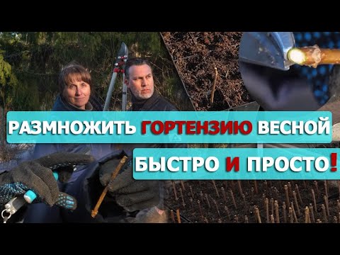Видео: Весеннее черенкование гортензии метельчатой Ольгой Чиненковой