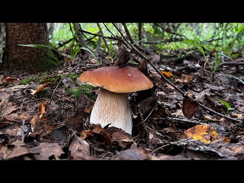Видео: Охота за еловыми белыми грибами 7 августа ! Грибы 2024  !