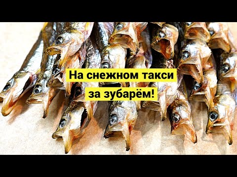 Видео: На снежном такси за зубарём! // Субтитры