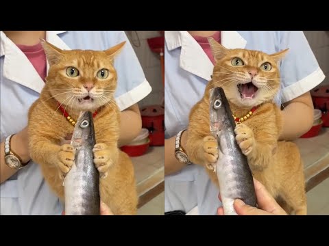 Видео: Кошки просто делают то, что у них получается лучше всего 🤣 Смешные видео с кошками 2025 🐱 Часть 102