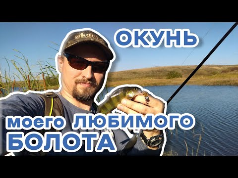 Видео: Осенние ОКУНИ на "любимом болоте". Ультралайт спиннинг. Микроджиг.