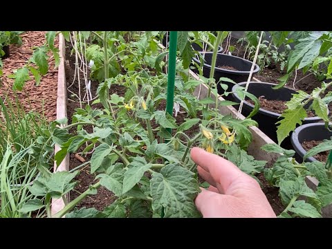 Видео: Как увидите это на томатах сразу обработайте бором!