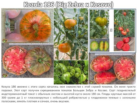 Видео: Все томаты из серии KOZULA (Часть 9; Kozula 186-228)