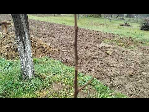 Видео: Бруньки ХУРМИ різних типів і сортів. Вірджинська; Гібридна; Східна.