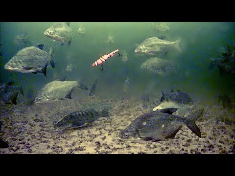 Видео: Да их здесь ТЫСЯЧИ ТОНН! Рыбалка в ОГРОМНОЙ СТАЕ РЫБЫ на Волге