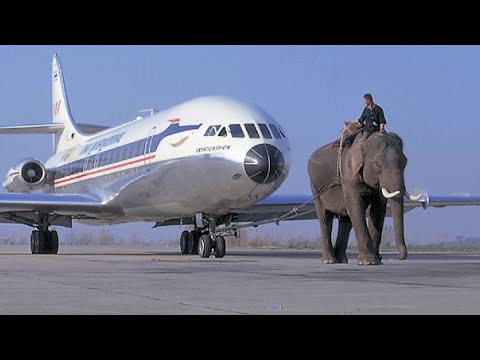 Видео: Сила Слона впечатляет. Вот на что способен Слон ради жизни !!!