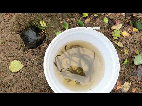 Видео: ВСЕ в Лодейном ловят на это НАЛИМА