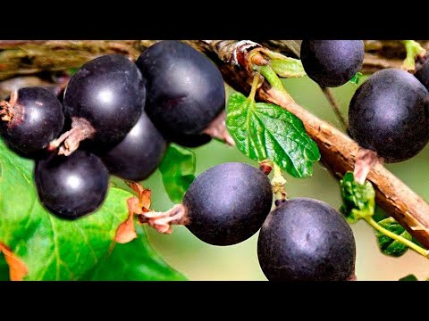 Видео: Обрізка йошти. Наш спосіб