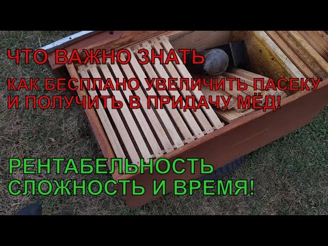 Видео: КАК БЕСПЛАТНО УВЕЛИЧИТЬ ПАСЕКУ рентабельность и сложность что для этого нужно знать ✅☝️🐝