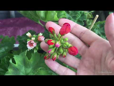 Видео: Новости с балкона. Что Купила на выставке пеларгоний? Зонартики.