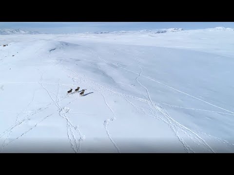Видео: "Ак-Шыйрак Жаныбарлары" даректүү тасмасы