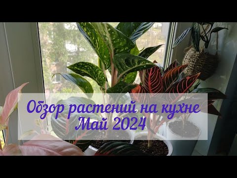 Видео: Обзор коллекции моих растений на кухне в мае 2024 года