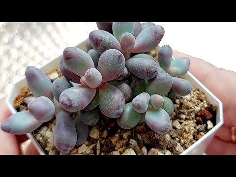 Видео: #продажасуккулентов Продажа суккулентов●☆▪︎☆▪︎☆