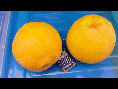 Видео: Укореняем черенки винограда,ананаса . Собираем огромные апельсины.