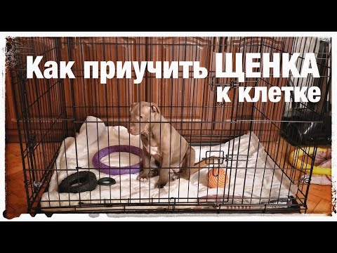 Видео: Как приучить щенка к клетке Что делает щенок один дома в клетке