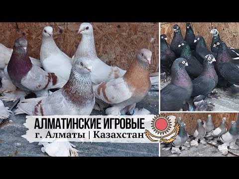 Видео: Алматинская летно-игровая порода голубей. Голуби Ержана, Казахстан, г. Алматы. Pigeons of Kazakhstan