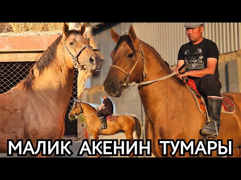 Видео: Малик саяпкердин ТУМАРЫН ЖЕТКЕН АЛАТ