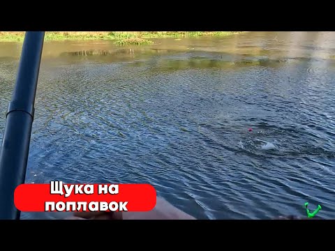 Видео: ЩУКИ ТОПЯТ ПОПЛАВОК! РЫБАЛКА НА ЖИВЦА! ОСЕНЬ 2024