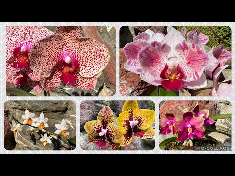 Видео: ЦВЕТЕНИЕ Фаленопсисов! Часть 1. Phalaenopsis Orchids!