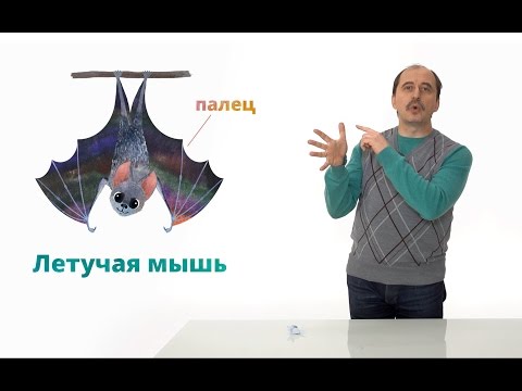 Видео: 16. Млекопитающие. Часть 1