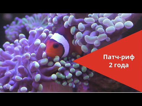 Видео: Патч-риф 2 года