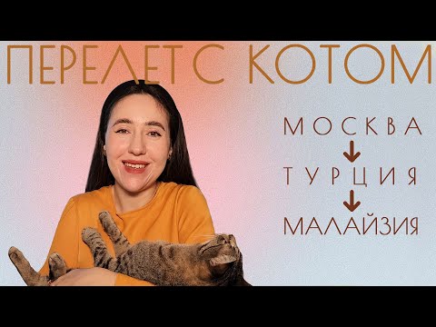 Видео: Перелет с котом за границу в салоне | Прививки Справки Документы Карантин | Перевоз кота в Азию