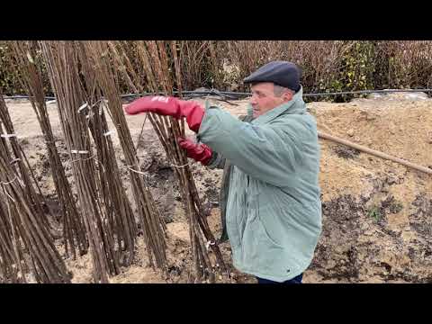 Видео: Выкопка и хранение элитных саженцев Черешни.