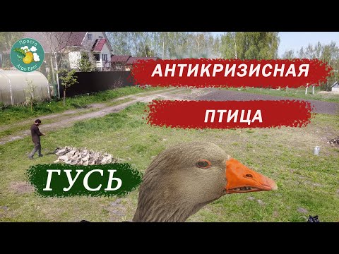 Видео: Гусь - птица антикризисная