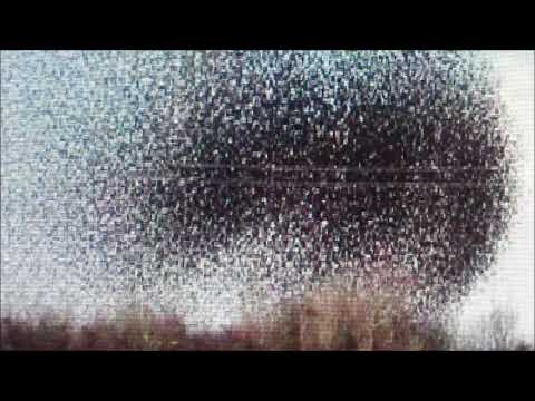 Видео: О причине роения.